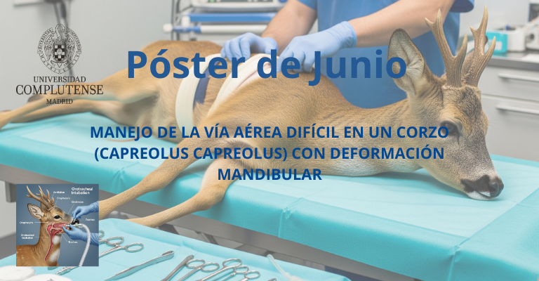 Manejo de la vía aérea difícil en un corzo (Capreolus capreolus) con deformación mandibular